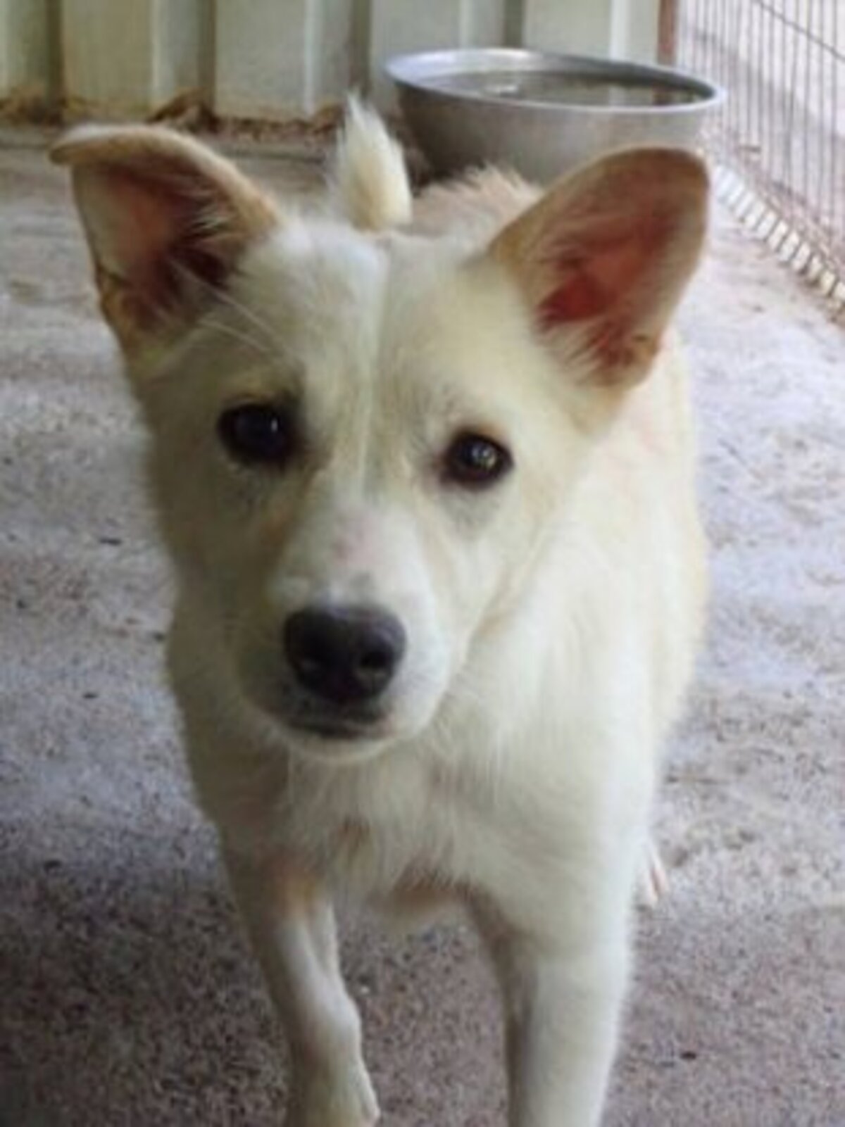 Adoption Beoca