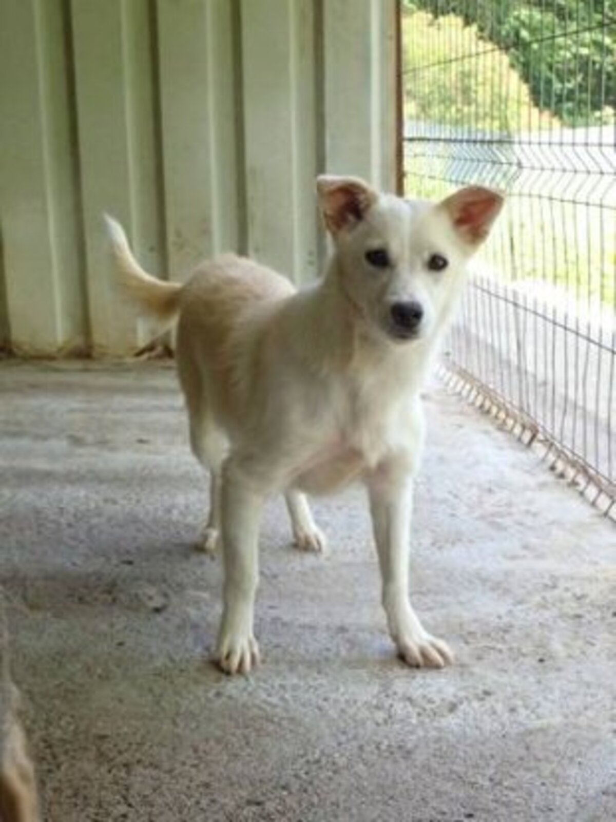 Adoption Beoca