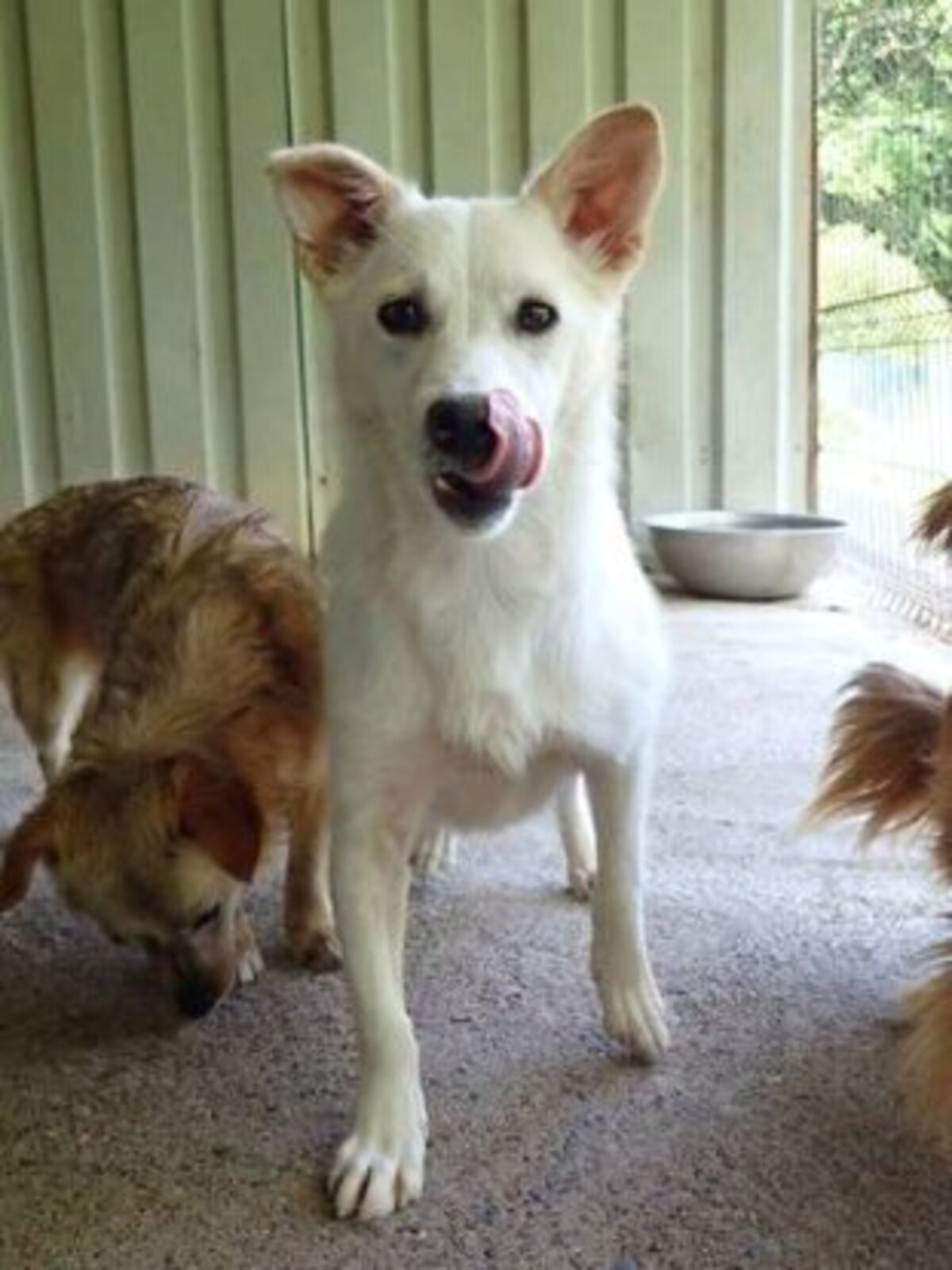 Adoption Beoca