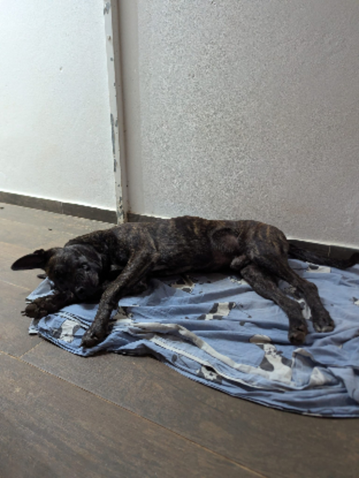 Adoption Berlin