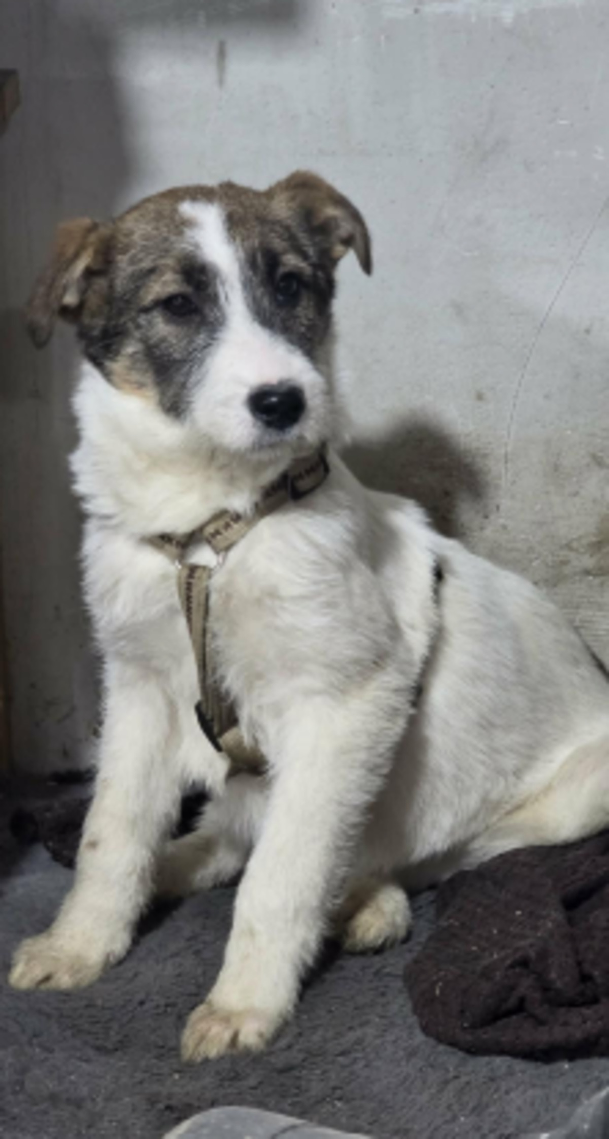 Adoption Bertie