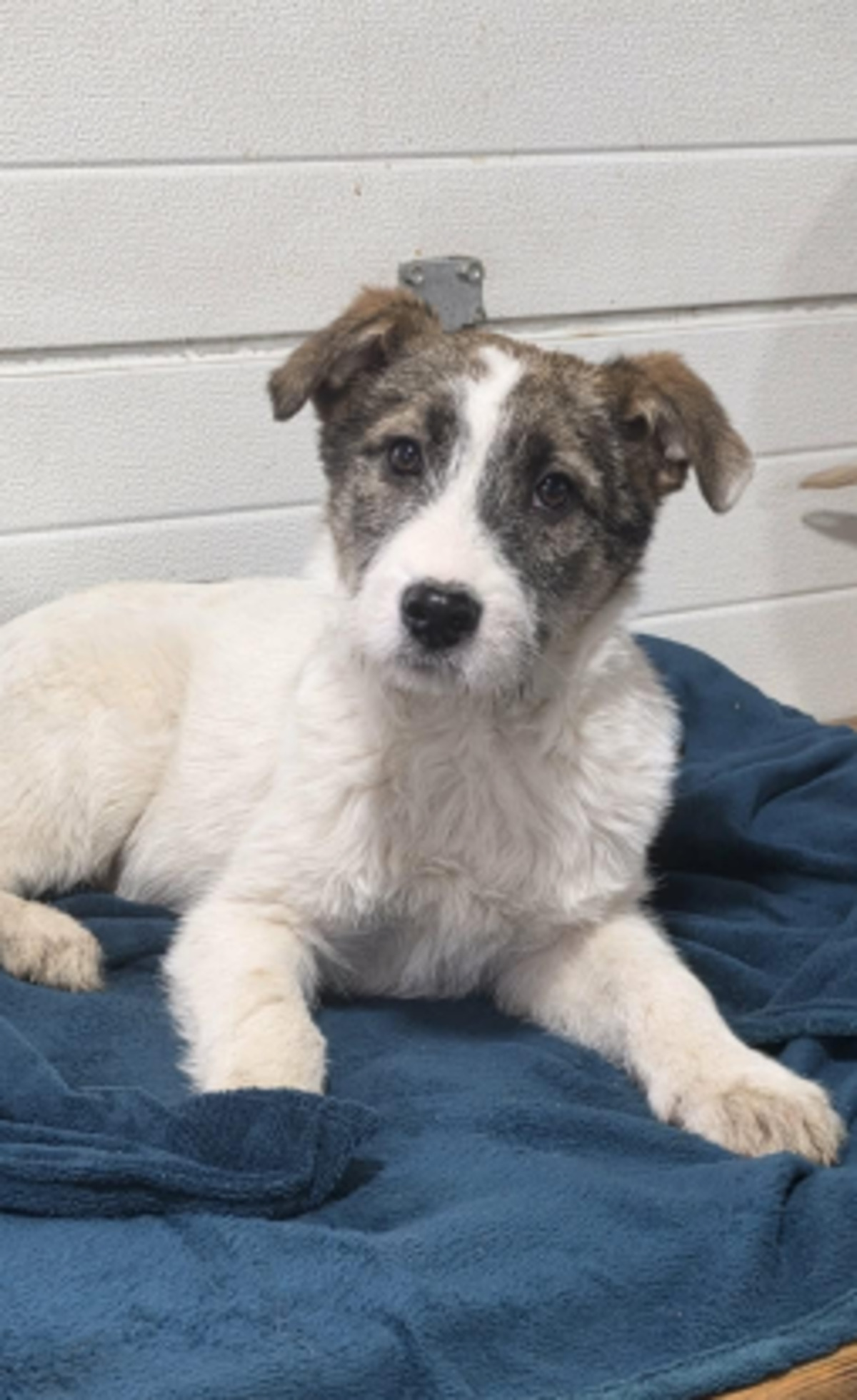 Adoption Bertie