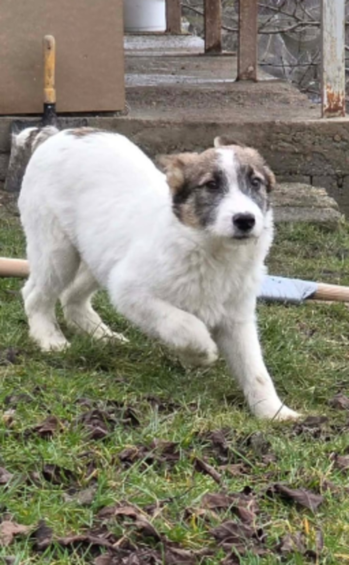 Adoption Bertie