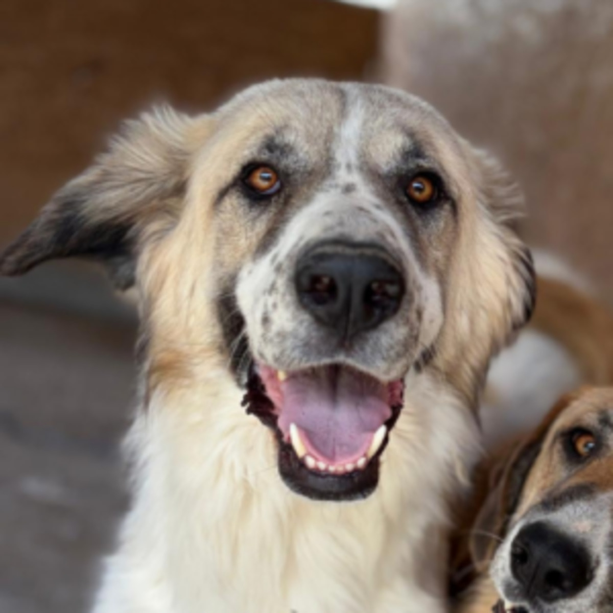 Adoption Beryl
