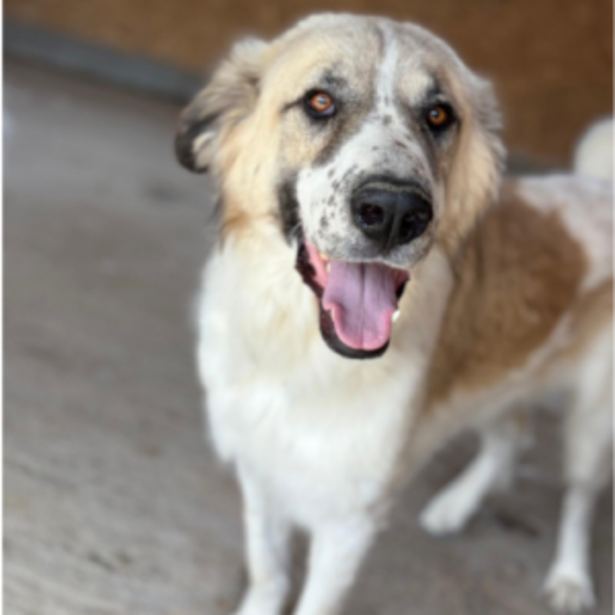 Adoption Beryl