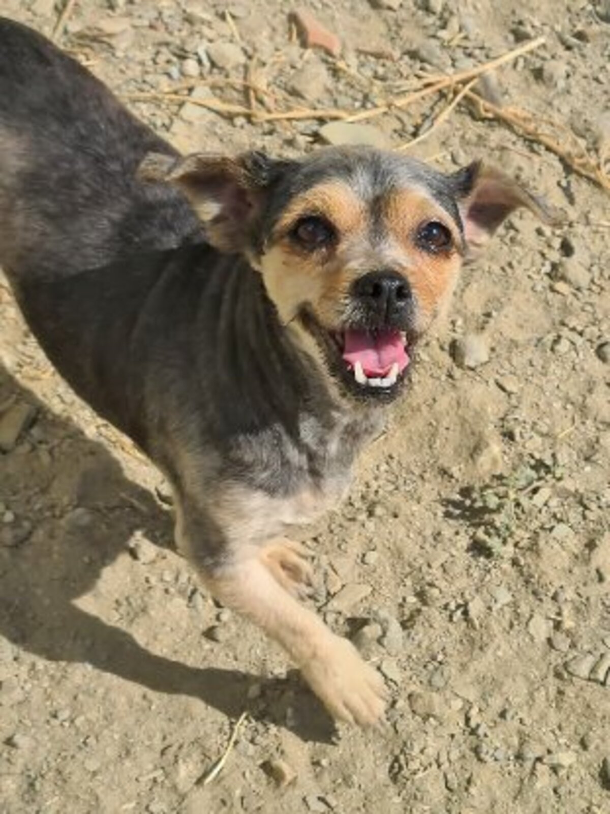 Adoption Betah