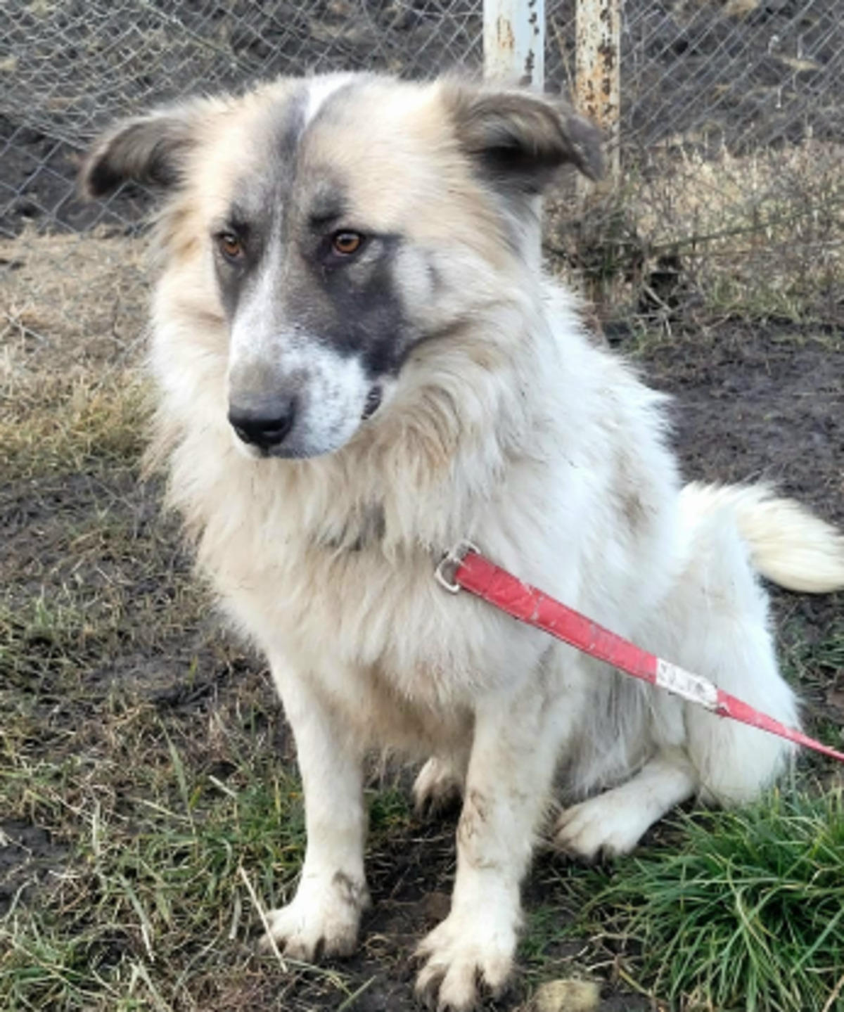 Adoption Beth