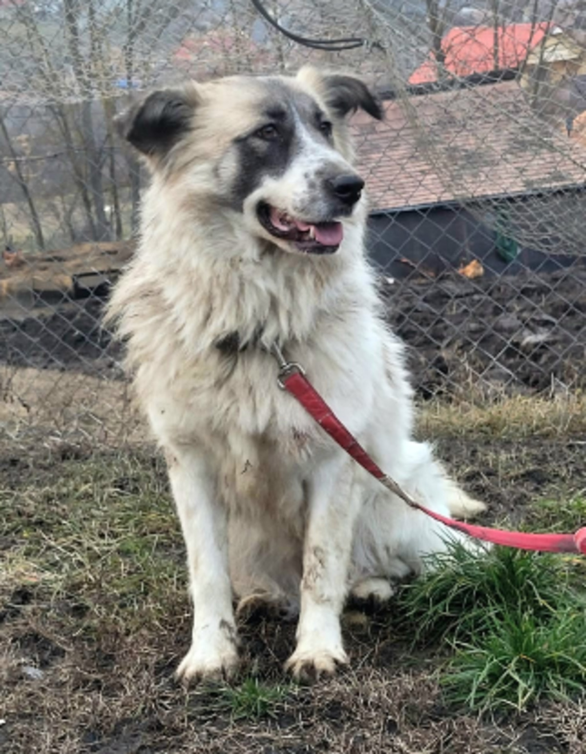 Adoption Beth