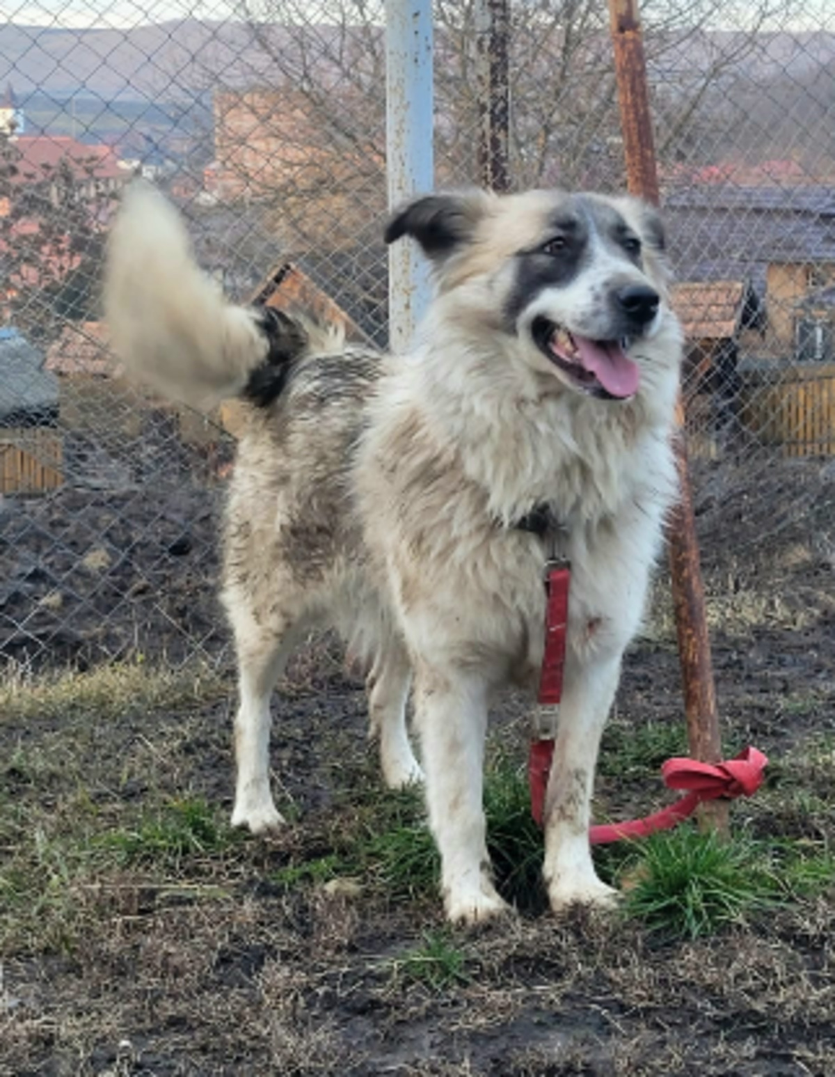 Adoption Beth