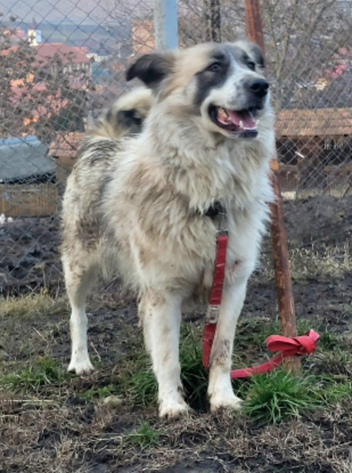 Adoption Beth