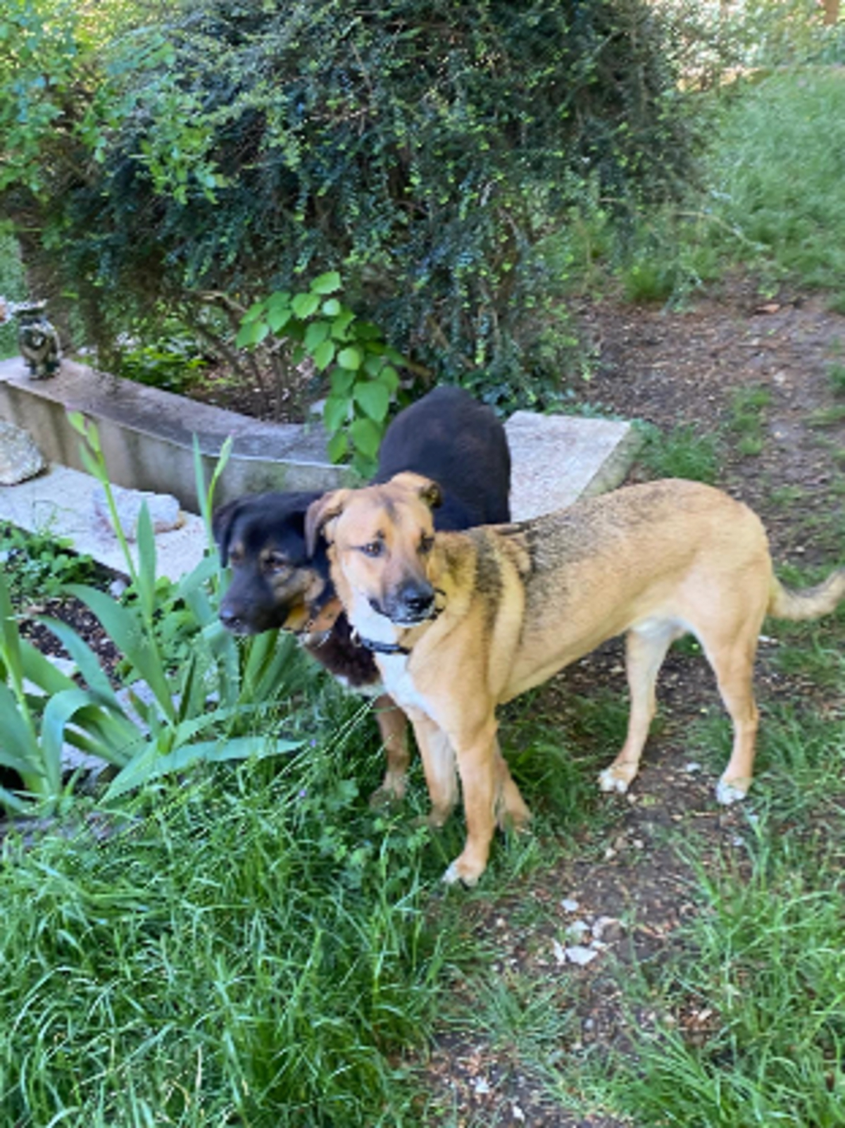 Adoption Bibou