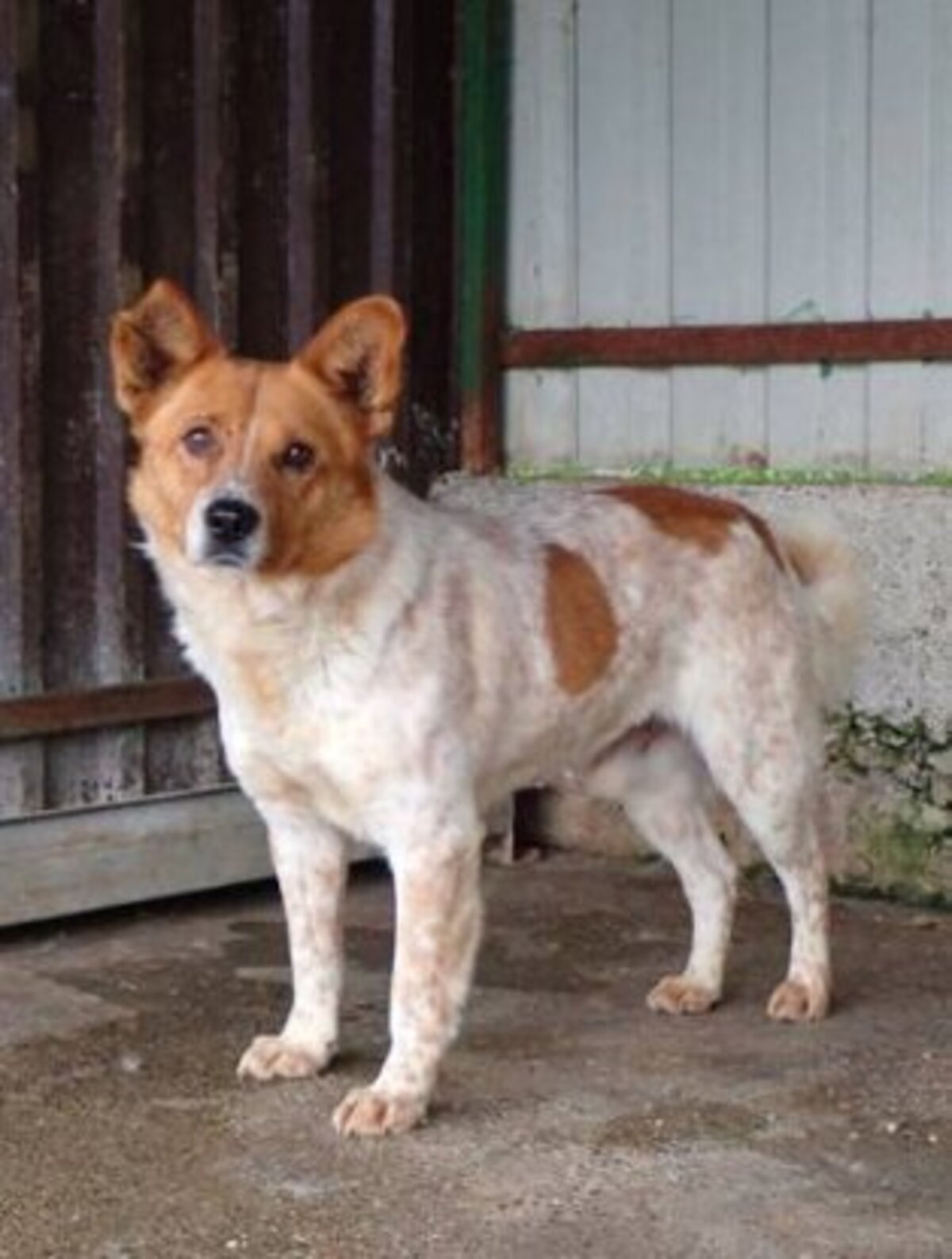 Adoption Bilbao
