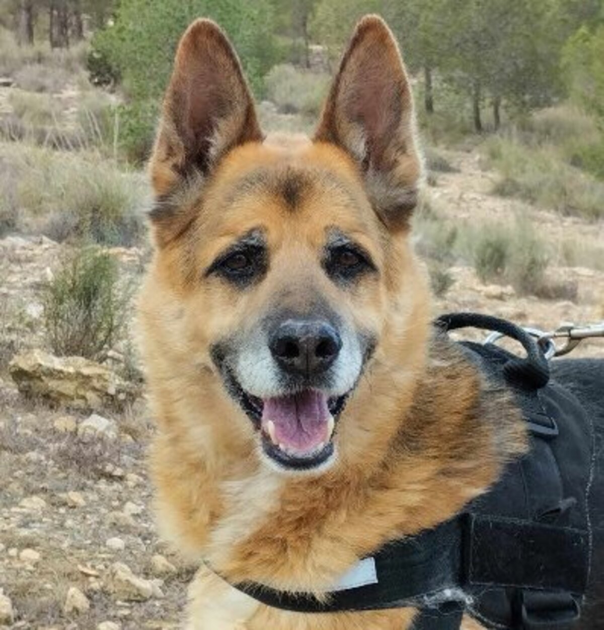 Adoption Bilbo