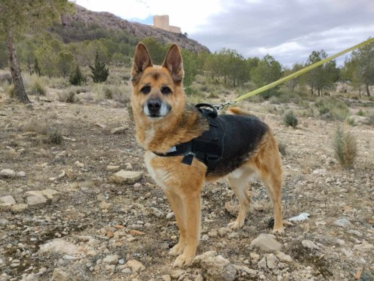 Adoption Bilbo