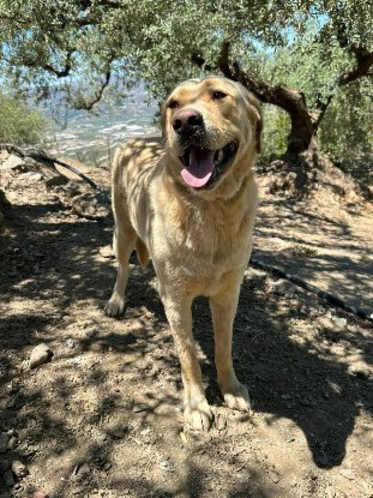Adoption Bilbo