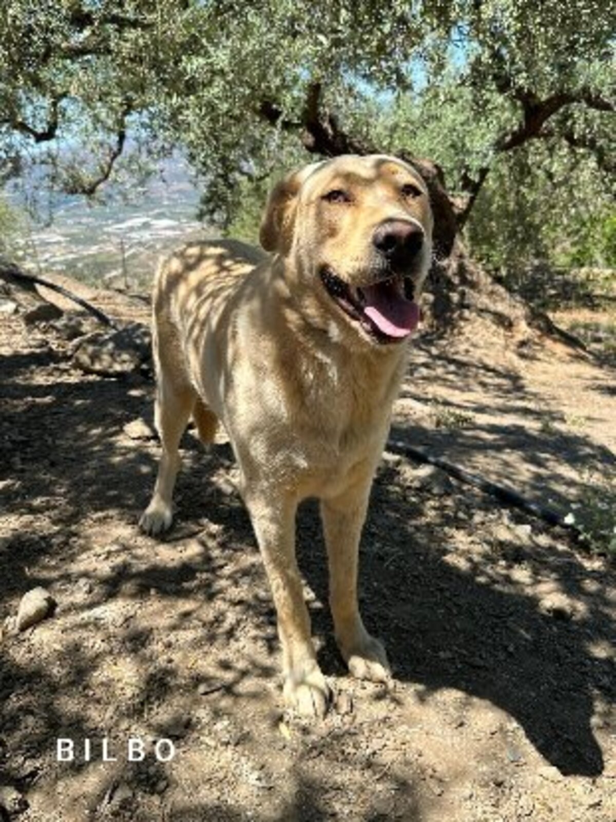 Adoption Bilbo
