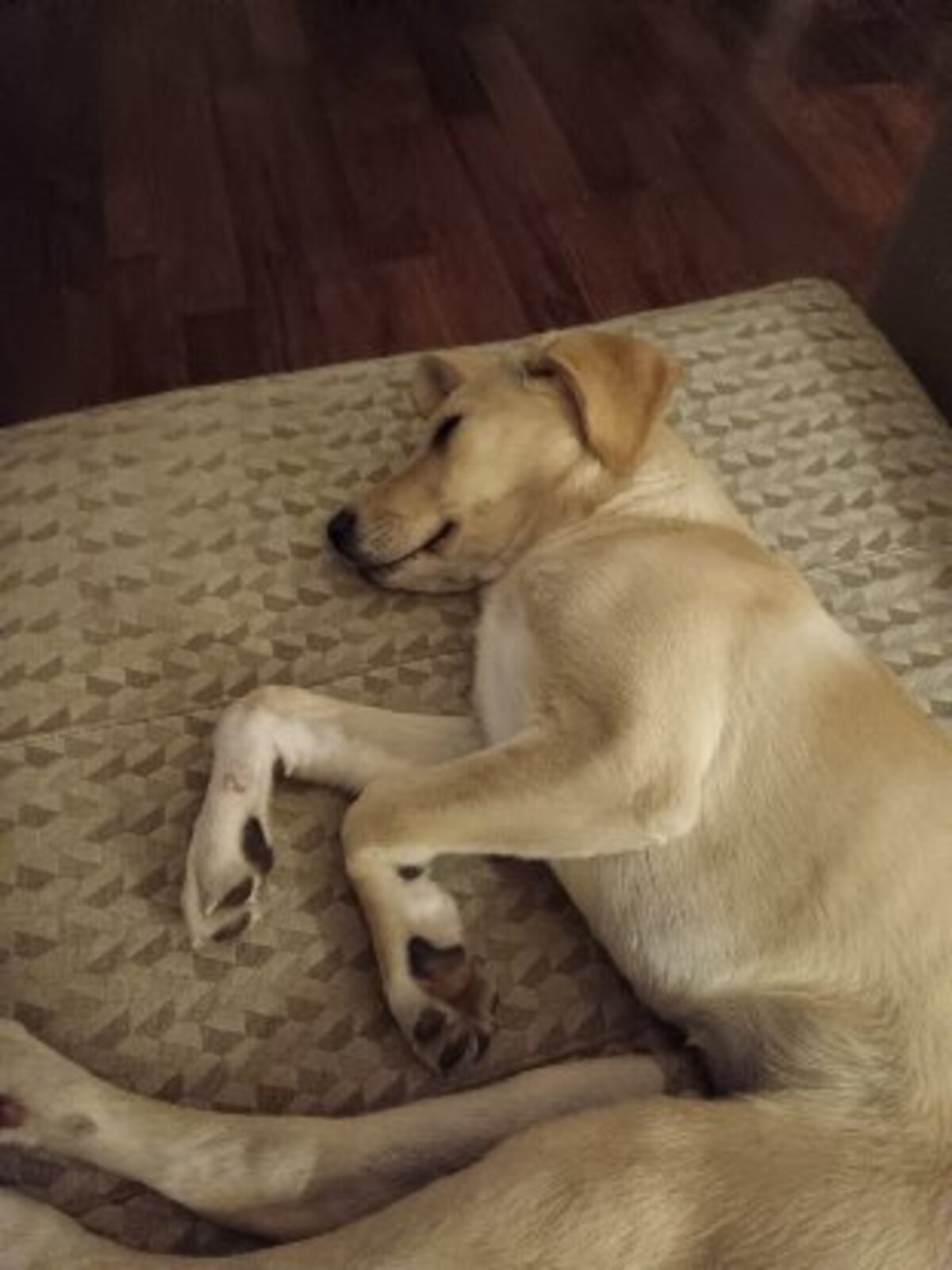 Adoption Bilbo