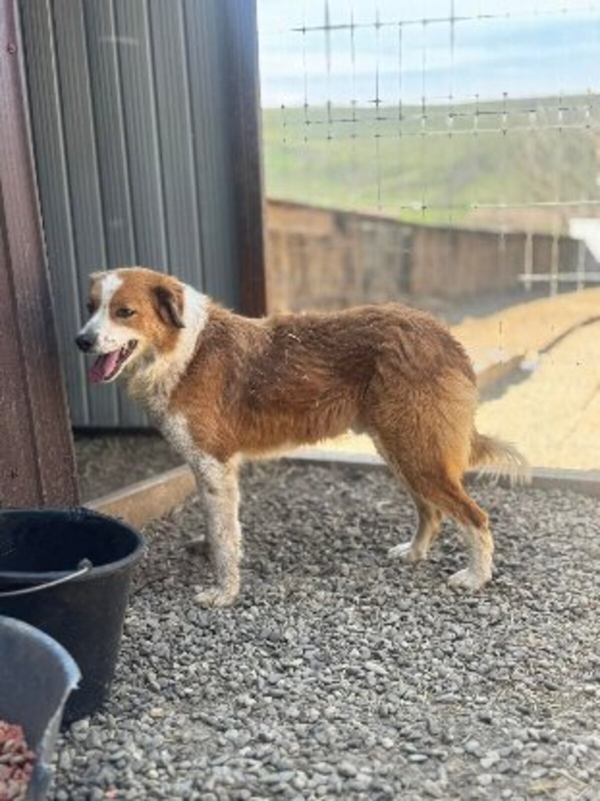 Adoption Billoute