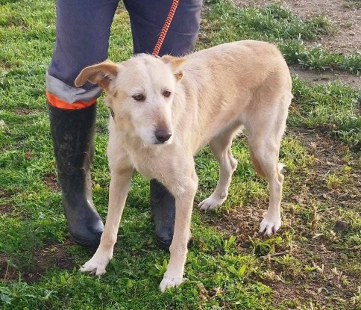 Adoption Bimba