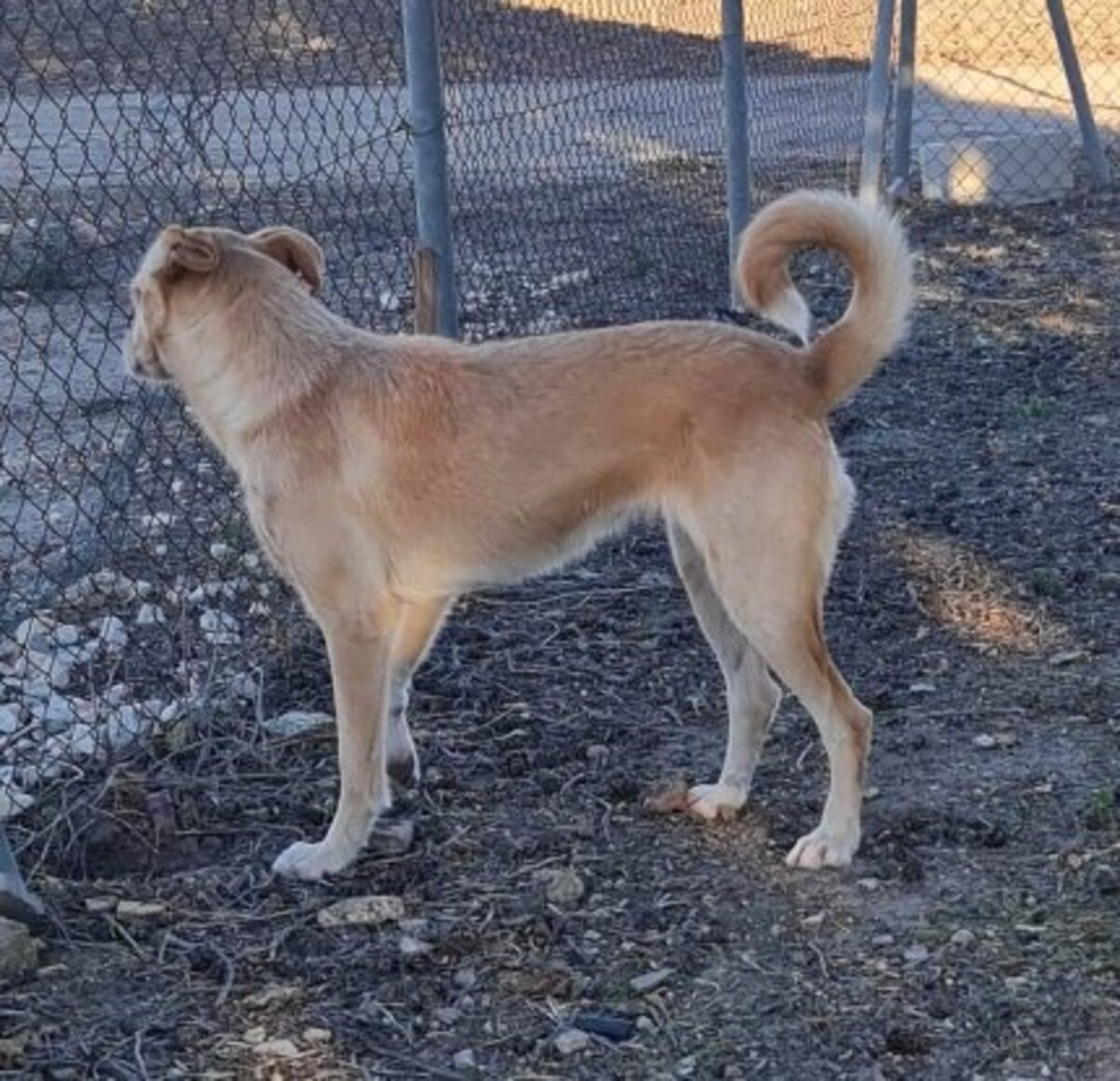 Adoption Bimba
