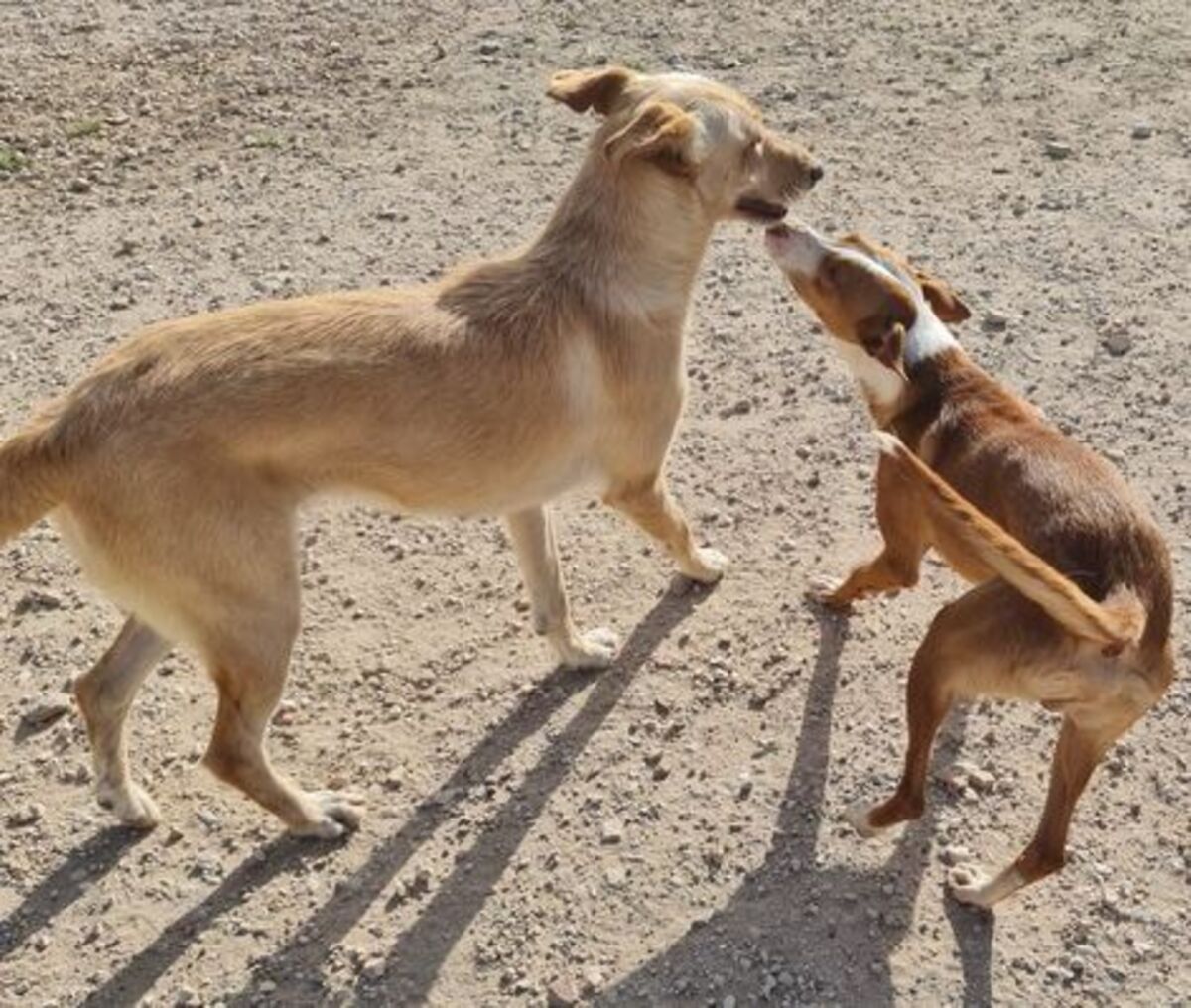 Adoption Bimba