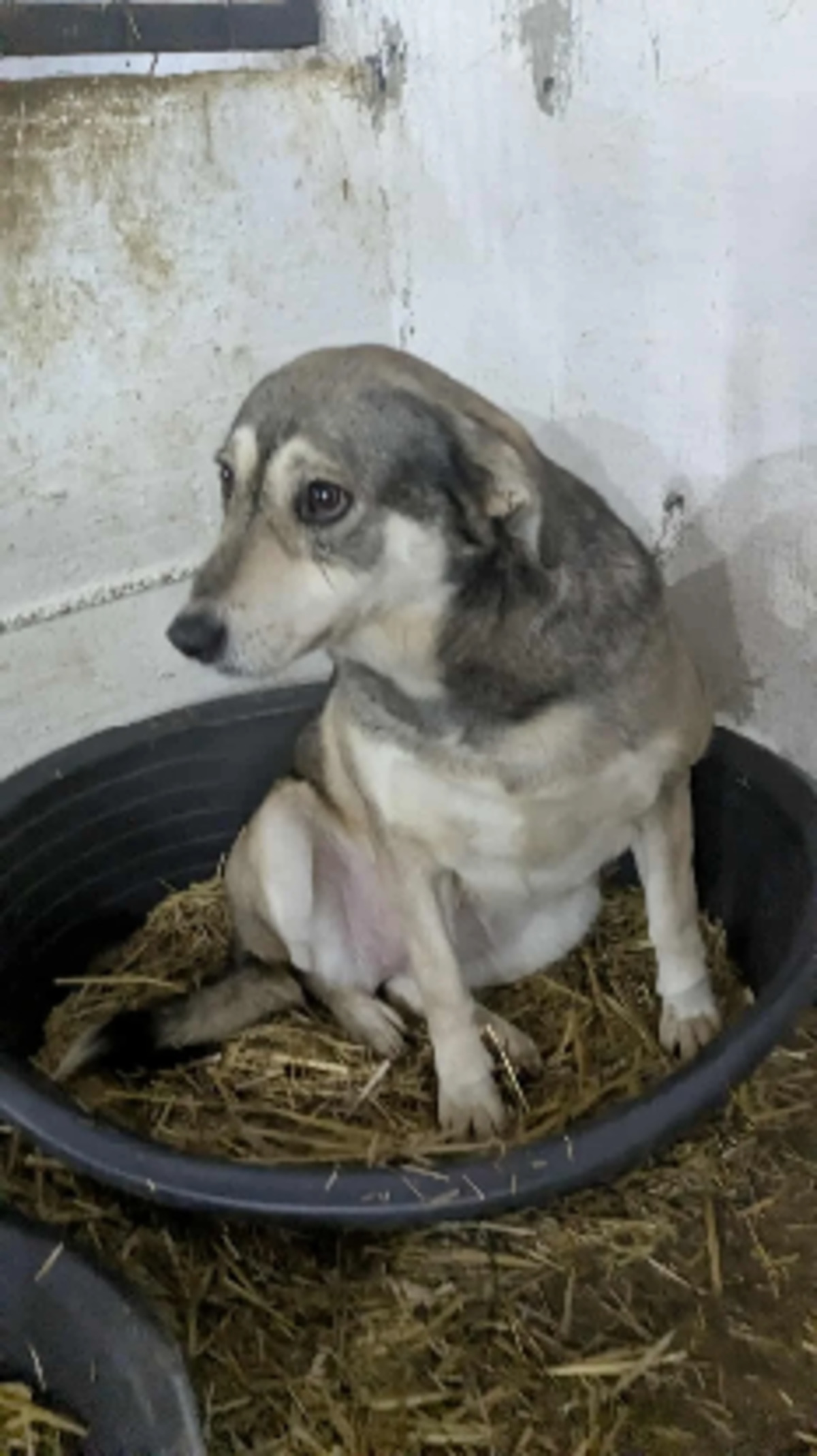 Adoption Biscotte