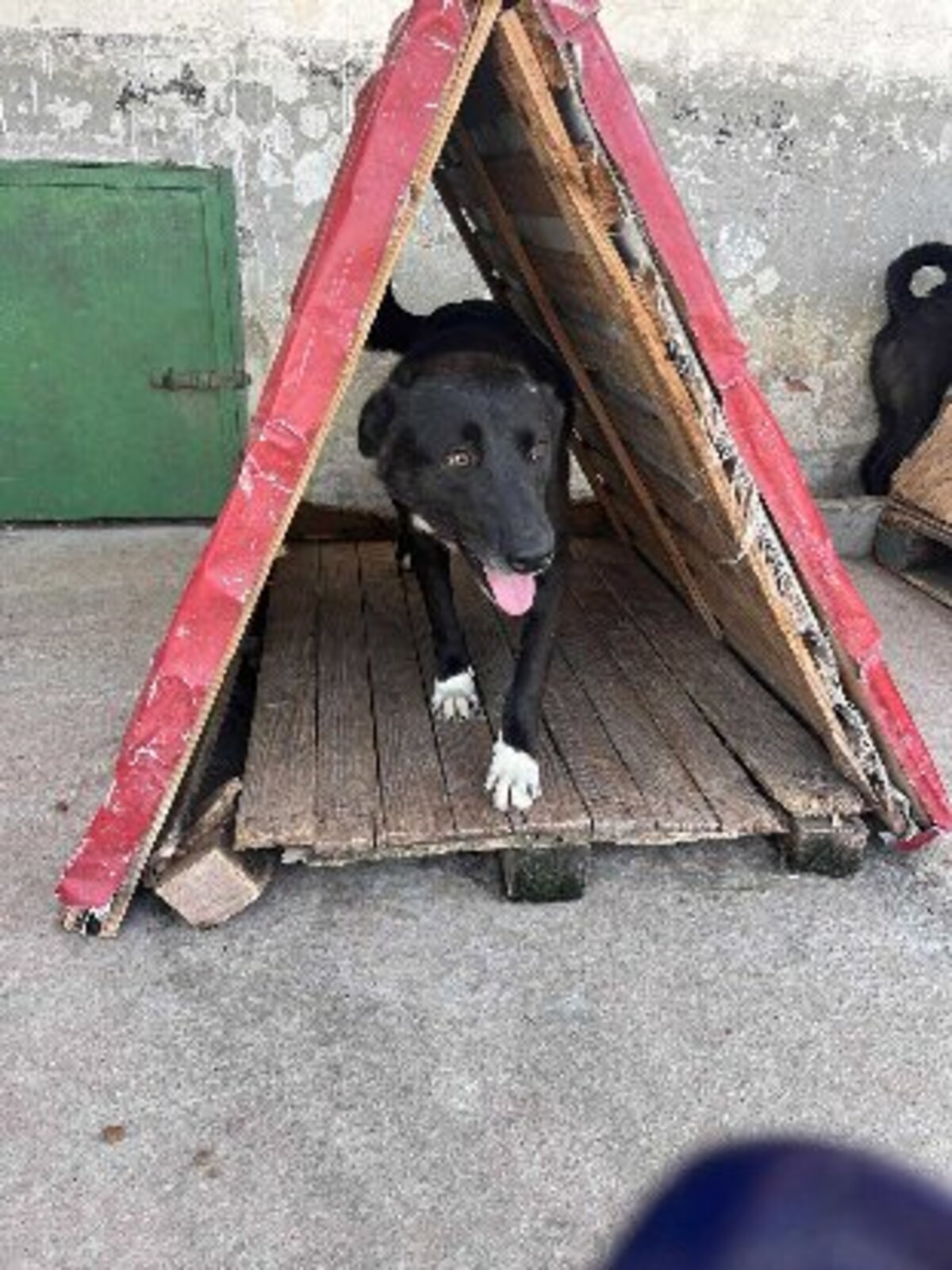 Adoption Blacko