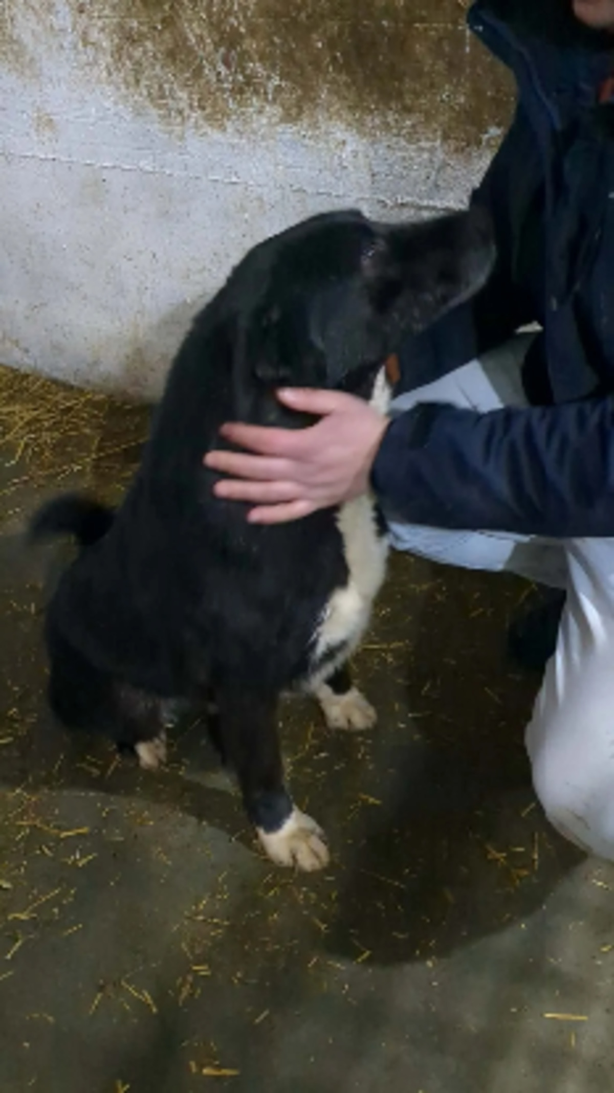 Adoption Blacko
