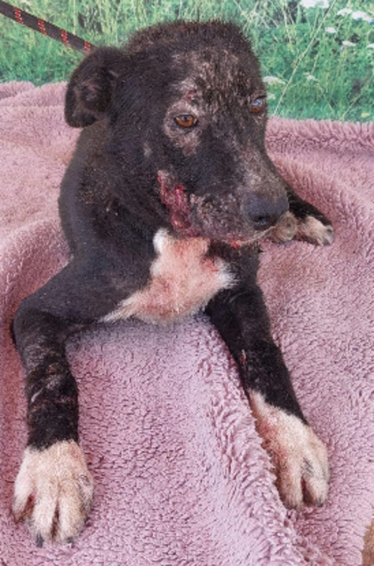 Adoption Blacko