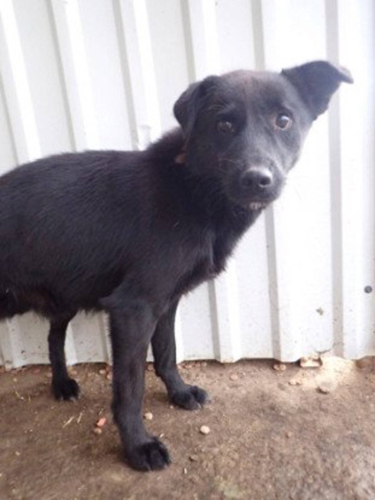Adoption Blacky