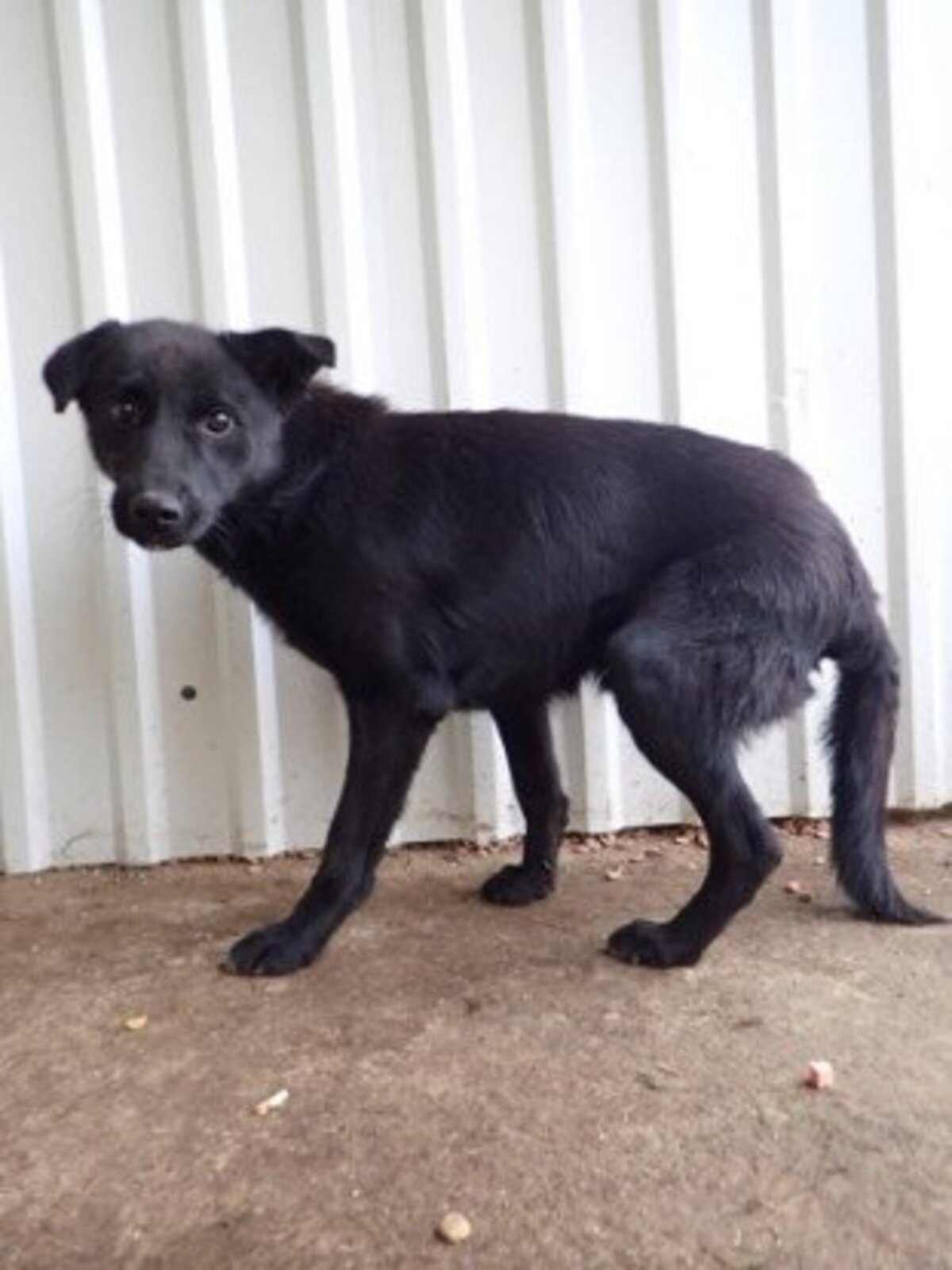 Adoption Blacky