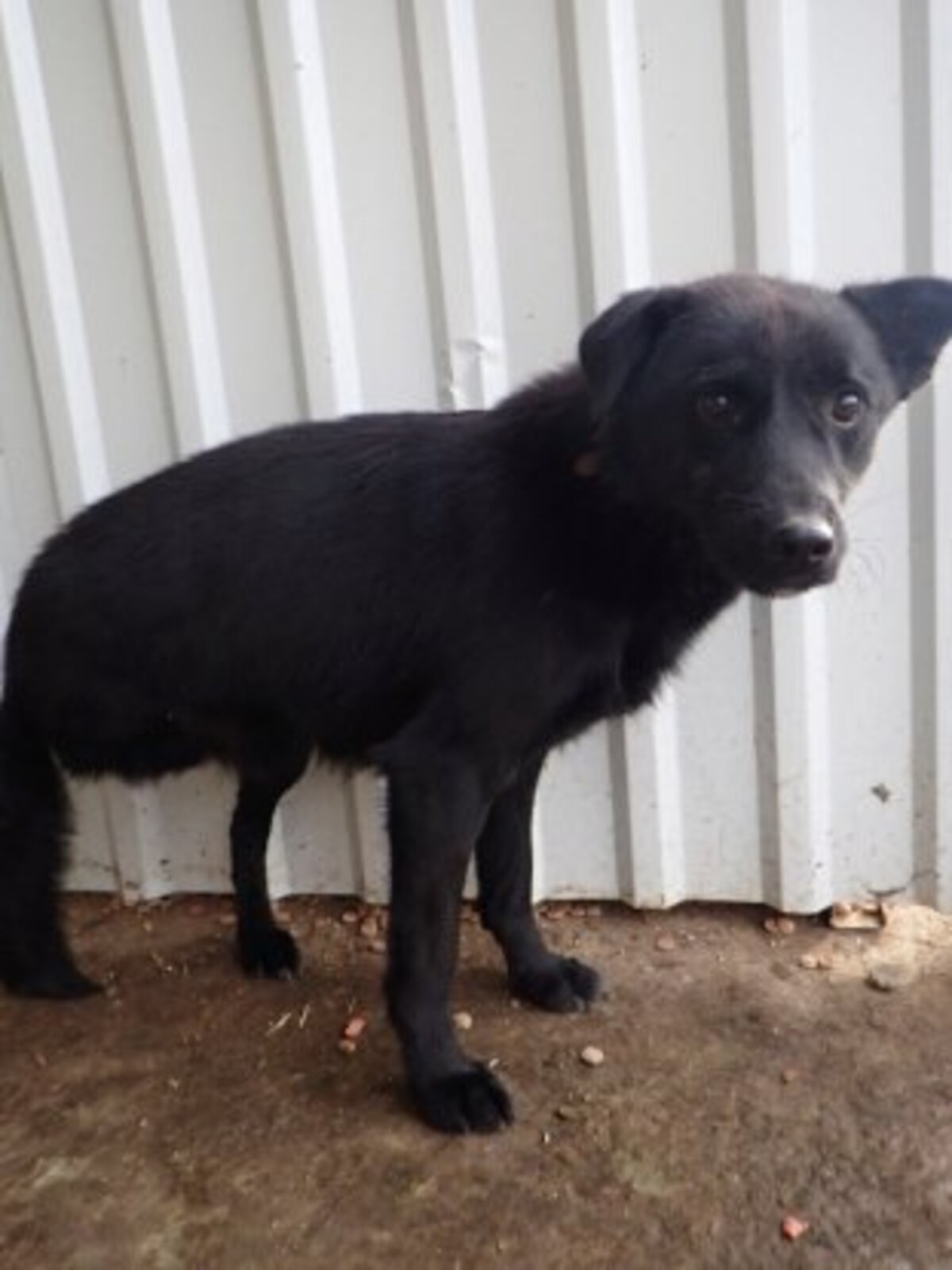 Adoption Blacky