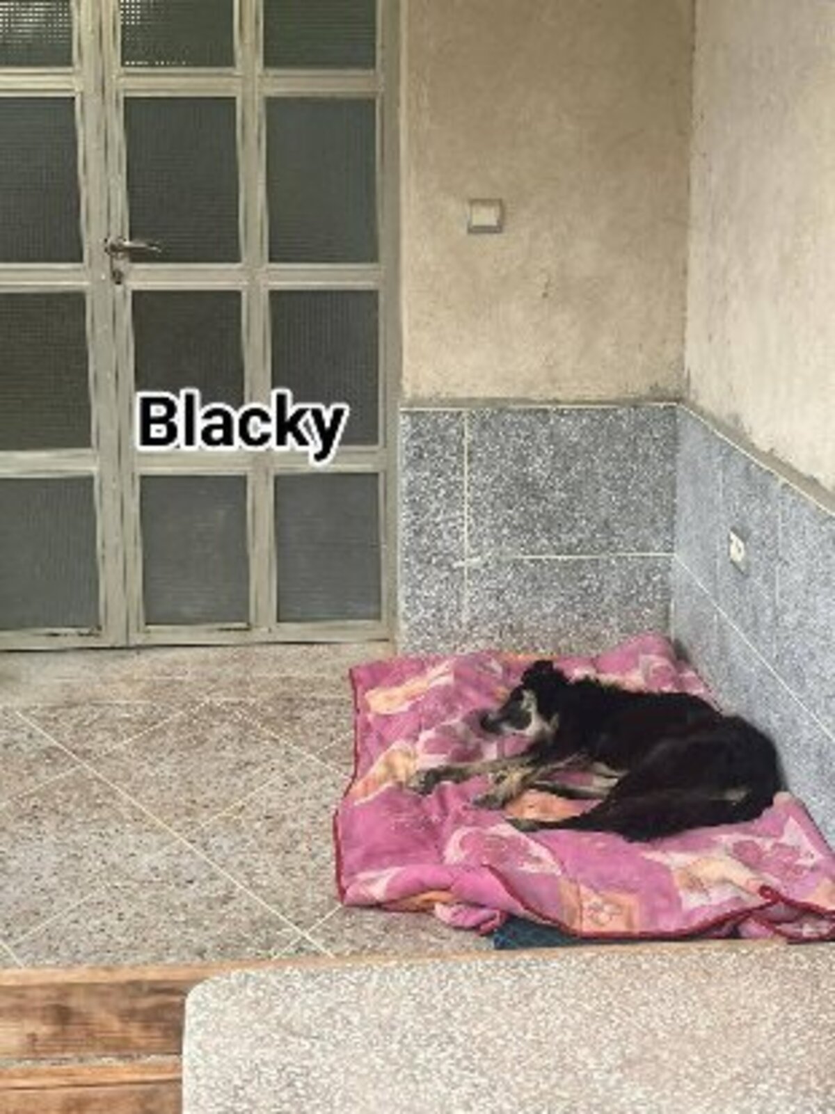 Adoption Blacky