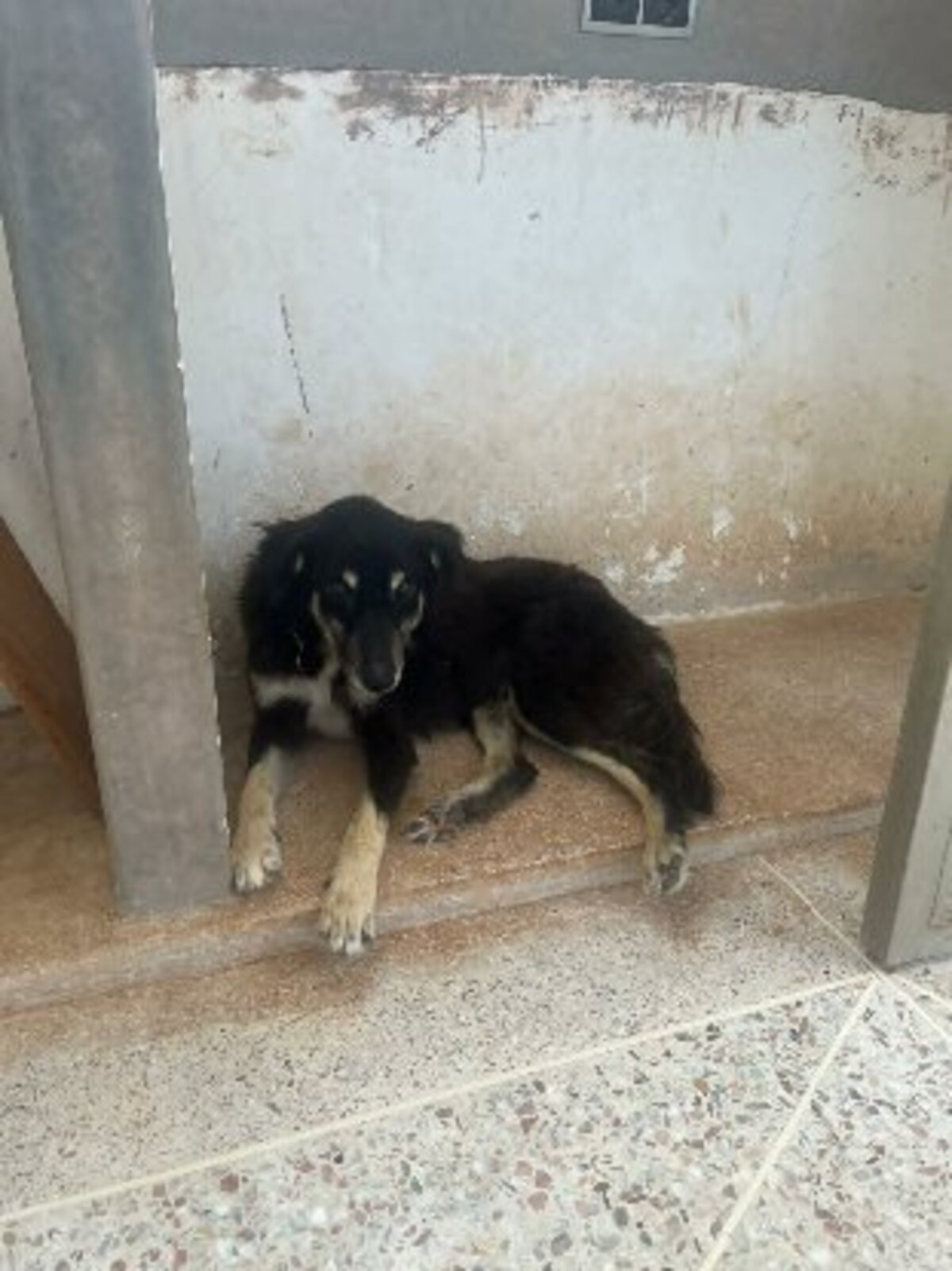 Adoption Blacky