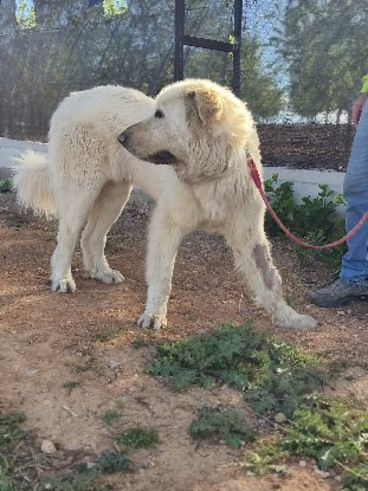 Adoption Blanca