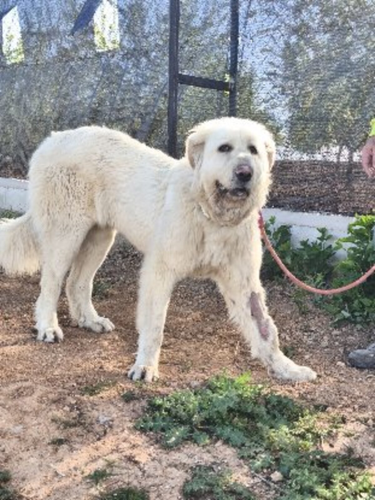 Adoption Blanca