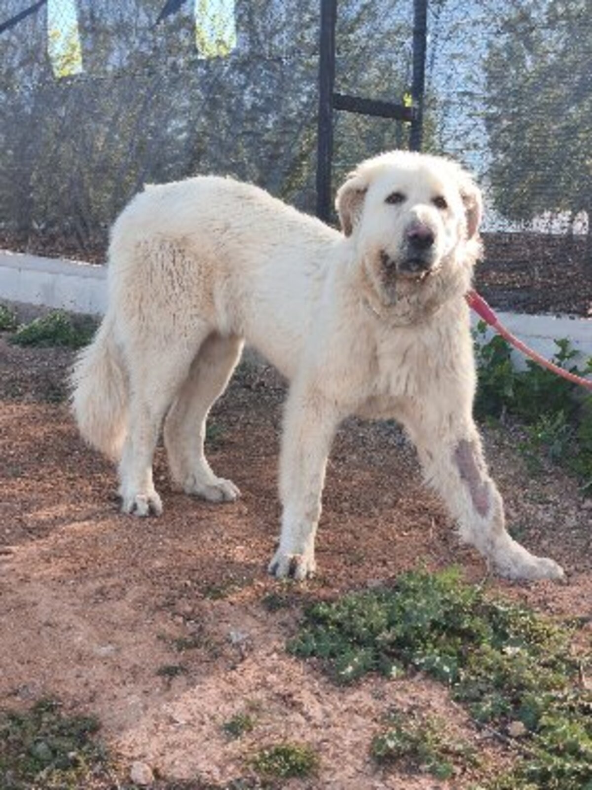 Adoption Blanca