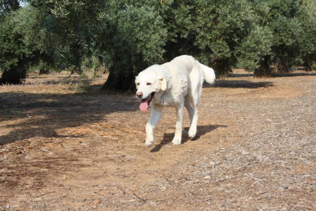 Adoption Blanca