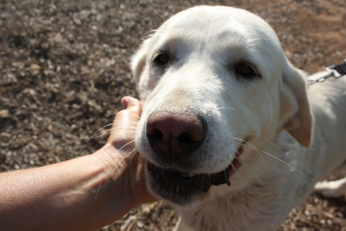 Adoption Blanca