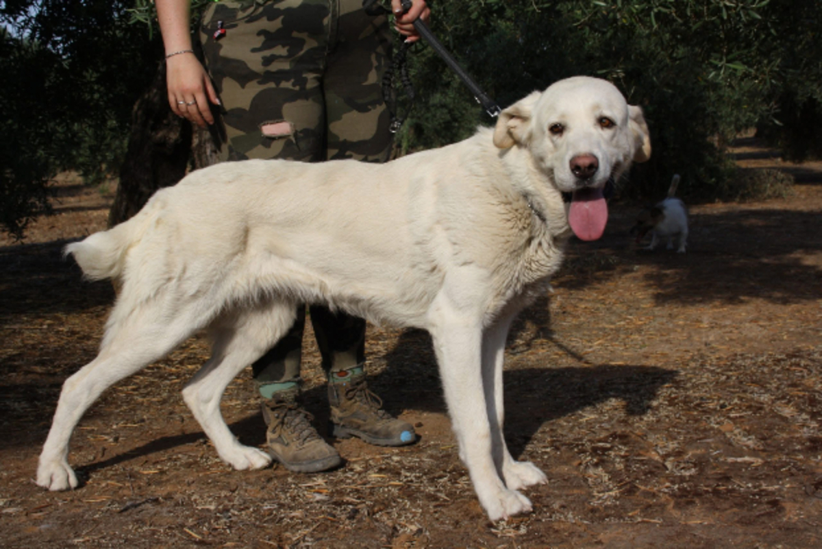 Adoption Blanca