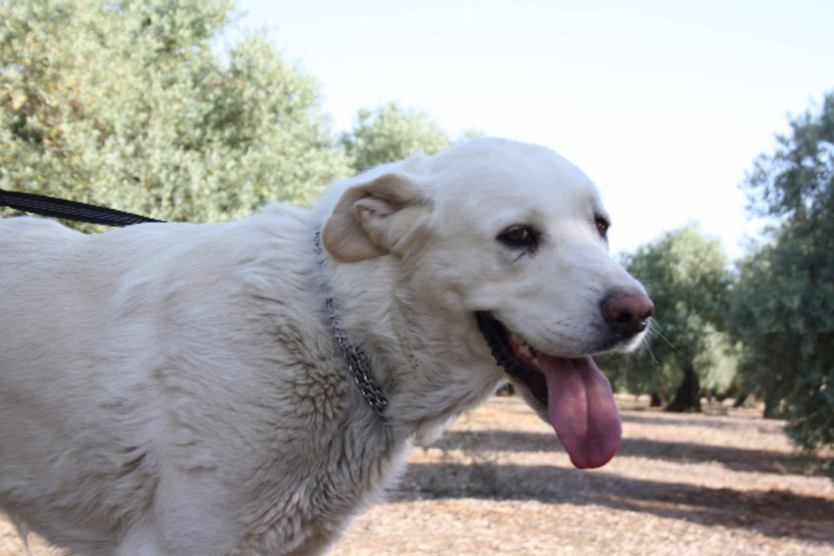 Adoption Blanca