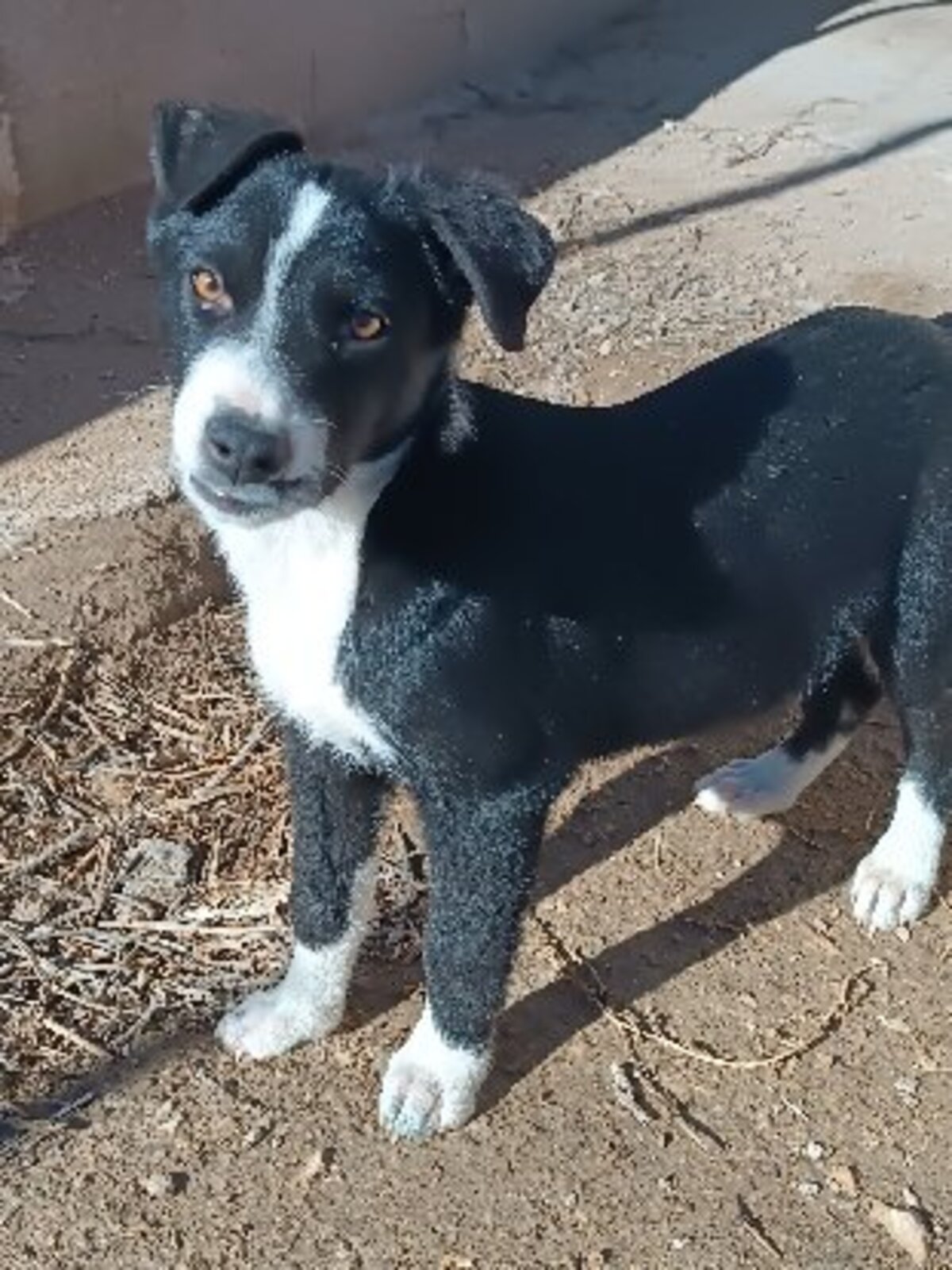 Adoption Blawi