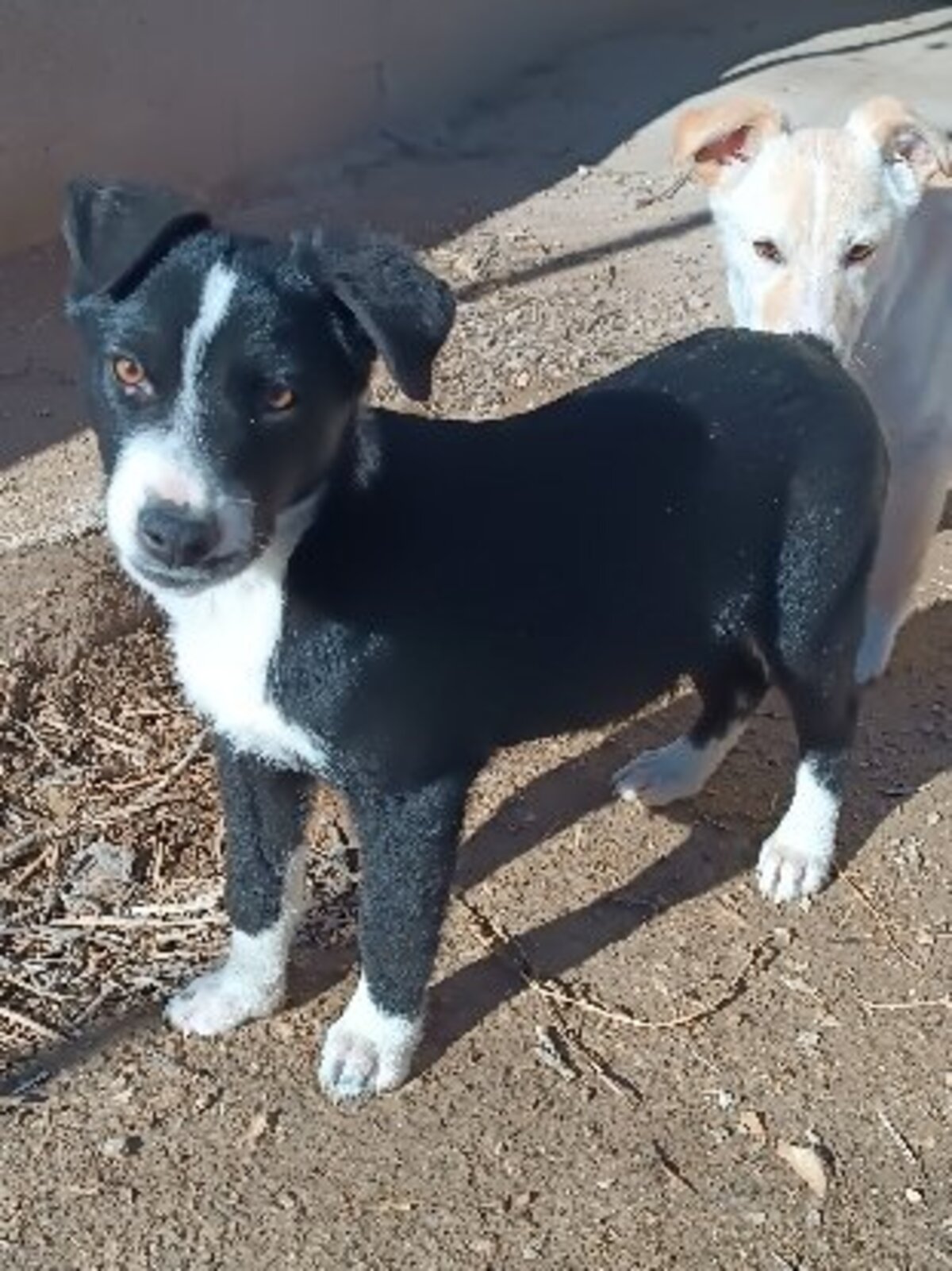 Adoption Blawi