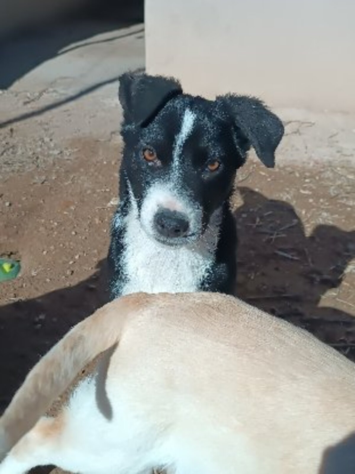 Adoption Blawi