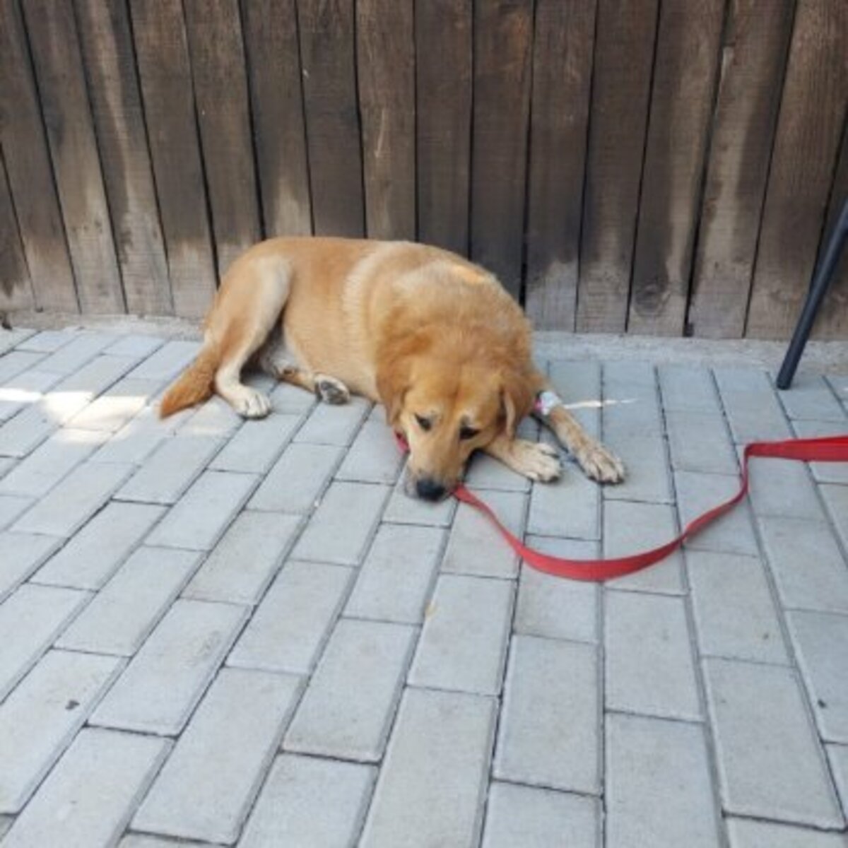 Adoption Blondu