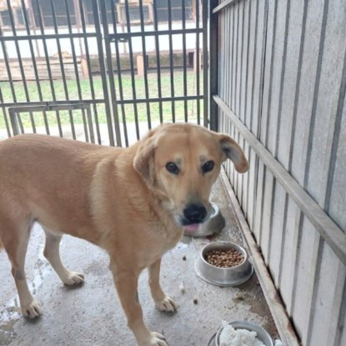 Adoption Blondu