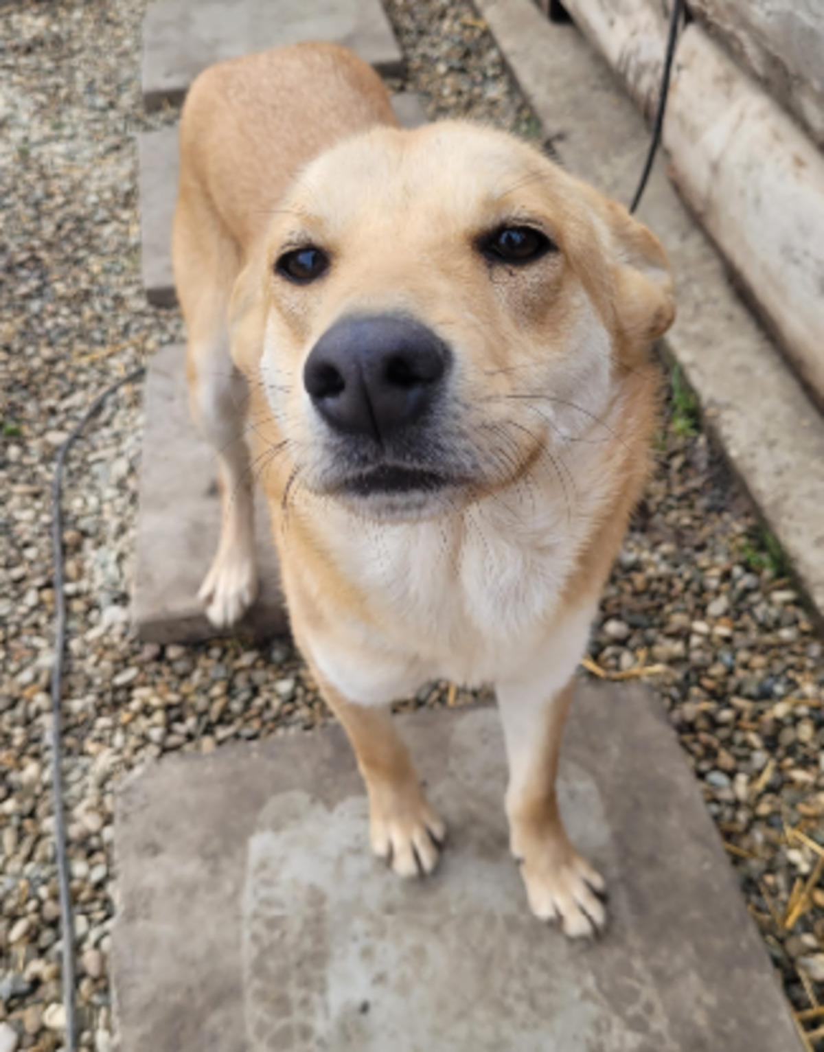 Adoption Blondy