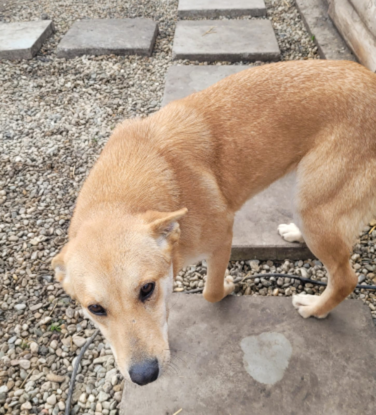 Adoption Blondy