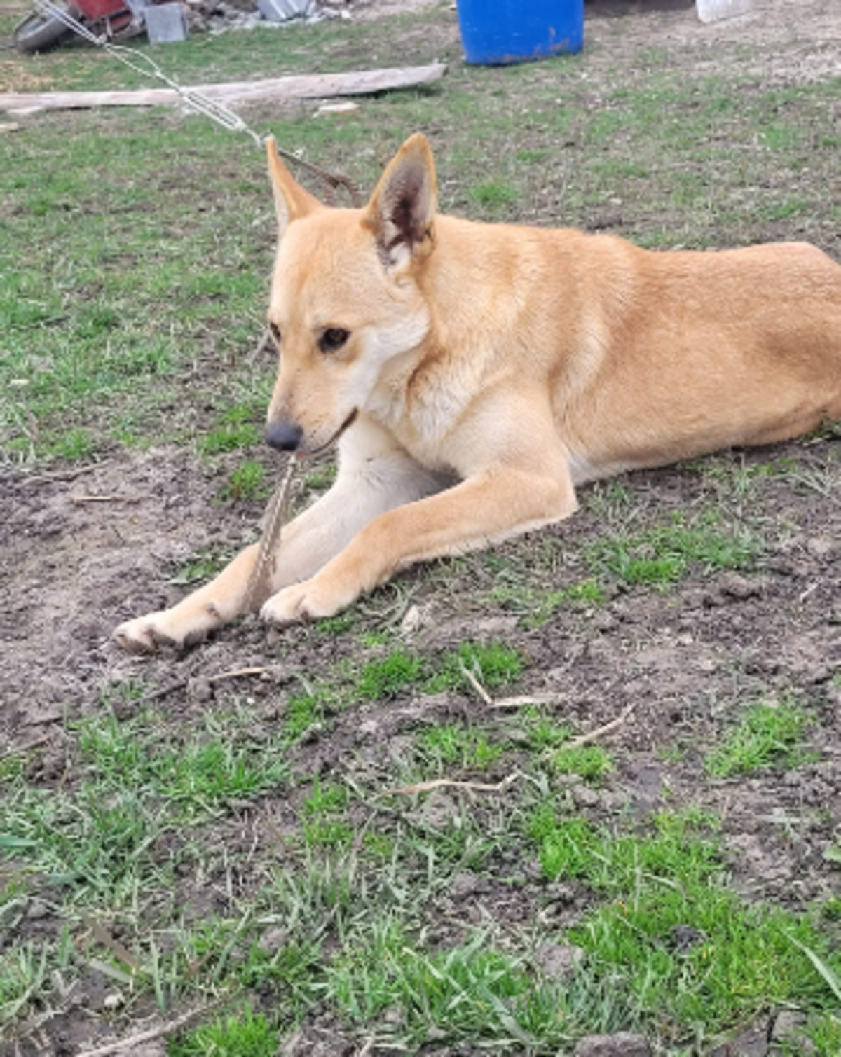 Adoption Blondy