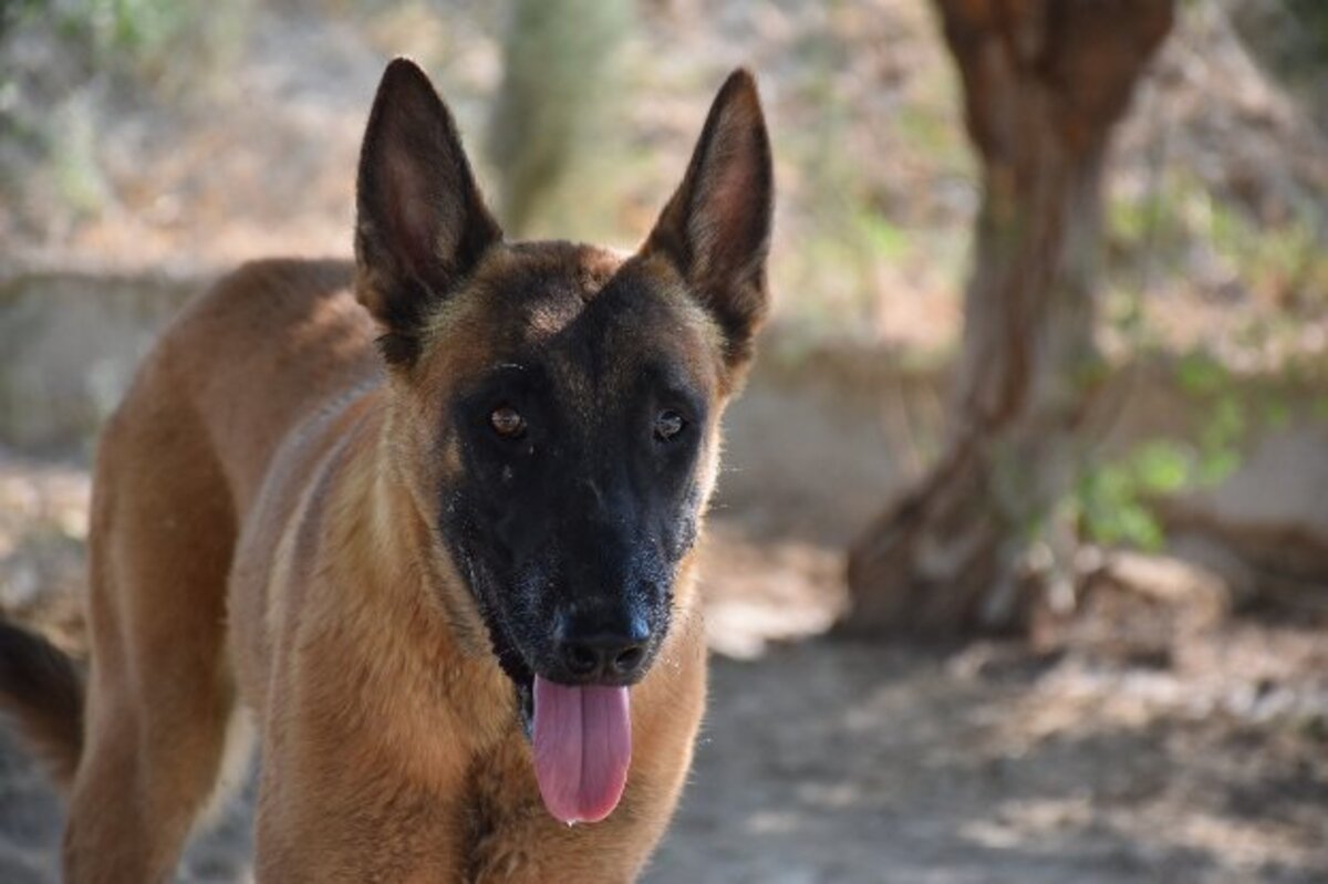 Adoption Blu